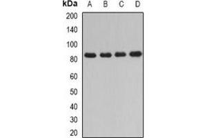 Western blot analysis of DPP3 expression in HT29 (A), Jurkat (B), mouse thymus (C), rat liver (D) whole cell lysates. (DPP3 抗体)