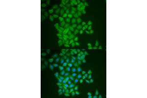 Immunofluorescence (IF) image for anti-Ferritin, Heavy Polypeptide 1 (FTH1) (AA 1-183) antibody (ABIN3021539)