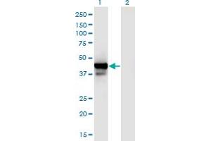 Western Blot analysis of PPID expression in transfected 293T cell line by PPID monoclonal antibody (M01), clone 4C7. (PPID 抗体  (AA 1-370))