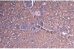 ABIN184575 (8µg/ml) staining of paraffin embedded Human Kidney.
