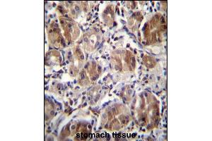 DULLARD Antibdy (Center) (ABIN656732 and ABIN2845956) immunohistochemistry analysis in formalin fixed and paraffin embedded human stomach tissue followed by peroxidase conjugation of the secondary antibody and DAB staining. (CTDNEP1A 抗体  (AA 131-160))