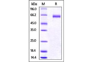 SDS-PAGE (SDS) image for Lymphocyte-Activation Gene 3 (LAG3) (AA 24-442) protein (His tag) (ABIN2870833)