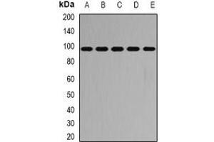 Western blot analysis of PYGB expression in SW620 (A), HT29 (B), mouse heart (C), mouse lung (D), rat brain (E) whole cell lysates.