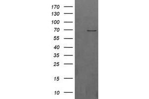 Image no. 1 for anti-beta-Transducin Repeat Containing (BTRC) (AA 52-354) antibody (ABIN1491577) (BTRC 抗体  (AA 52-354))