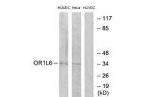 Western blot analysis of extracts from HuvEc/HeLa cells, using OR1L6 Antibody. (OR1L6 抗体  (AA 111-160))