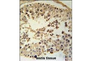 CCYL1 Antibody (N-term) (ABIN651917 and ABIN2840452) immunohistochemistry analysis in formalin fixed and paraffin embedded human testis tissue followed by peroxidase conjugation of the secondary antibody and DAB staining. (CCNYL1 抗体  (N-Term))