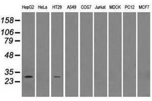 Image no. 2 for anti-Replication Protein A2, 32kDa (RPA2) antibody (ABIN1500734) (RPA2 抗体)