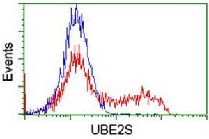 Image no. 2 for anti-Ubiquitin-Conjugating Enzyme E2S (UBE2S) antibody (ABIN1501645) (UBE2S 抗体)