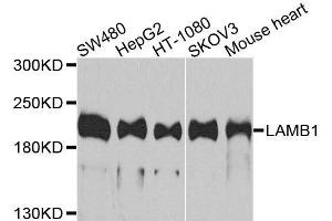 Western blot analysis of extracts of various cell lines, using LAMB1 antibody. (Laminin beta 1 抗体  (AA 1467-1786))