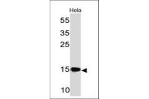 Western Blot of HeLa cell lysate using SUMO-2/3 Mouse Monoclonal Antibody (SM23/496) (SUMO2 抗体)