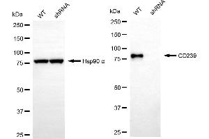 anti-Basal Cell Adhesion Molecule (Lutheran Blood Group) (BCAM) antibody