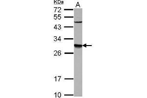 WB Image Sample (30 ug of whole cell lysate) A: U87-MG 12% SDS PAGE antibody diluted at 1:1000 (DPM1 抗体  (Center))