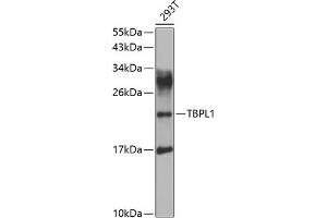 Western blot analysis of extracts of 293T cells, using TBPL1 antibody (ABIN6130728, ABIN6148899, ABIN6148900 and ABIN6223483) at 1:1000 dilution. (TBPL1 抗体  (AA 1-186))