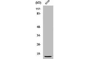 Western Blot analysis of A549 cells using S-100 α Polyclonal Antibody (S1A1 (N-Term) 抗体)