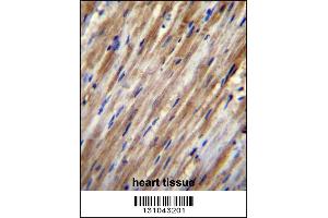 F2RL2 Antibody immunohistochemistry analysis in formalin fixed and paraffin embedded human heart tissue followed by peroxidase conjugation of the secondary antibody and DAB staining. (F2RL2 抗体  (N-Term))