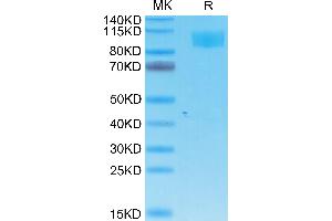 SDS-PAGE (SDS) image for Angiotensin I Converting Enzyme 2 (ACE2) (AA 18-739) protein (His-Avi Tag) (ABIN7273789)