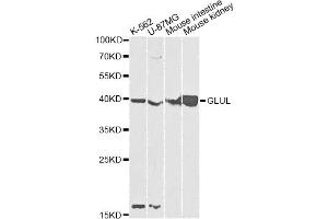 Western blot analysis of extracts of various cell lines, using GLUL antibody. (GLUL 抗体)