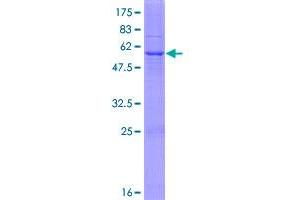 HSD17B3 Protein (AA 1-310) (GST tag)