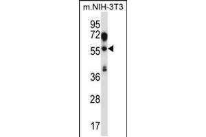 Western blot analysis in mouse NIH-3T3 cell line lysates (35ug/lane). (TEAD2 抗体  (AA 267-295))