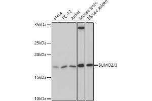 Western blot analysis of extracts of various cell lines, using SUMO2/3 Rabbit mAb (ABIN7270370) at 1:500 dilution. (SUMO2 抗体)