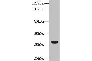 Western blot All lanes: FAM122B antibody at 5 μg/mL + Mouse brain tissue Secondary Goat polyclonal to rabbit IgG at 1/10000 dilution Predicted band size: 27, 28, 30, 20 kDa Observed band size: 27 kDa (FAM122B 抗体  (AA 2-247))