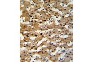 Immunohistochemistry (IHC) image for anti-Alcohol Dehydrogenase 5 (Class III), chi Polypeptide (ADH5) antibody (ABIN3003804) (ADH5 抗体)