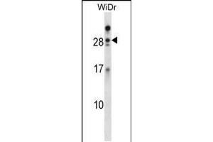 Western blot analysis in WiDr cell line lysates (35ug/lane). (Azurocidin 抗体  (AA 67-96))