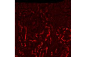 Immunofluorescence (IF) image for anti-Solute Carrier Family 5 (Sodium/glucose Cotransporter), Member 1 (SLC5A1) (Internal Region) antibody (ABIN7013885)