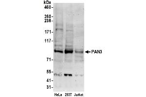 anti-PAN3 Poly(A) Specific Ribonuclease Subunit Homolog (PAN3) (AA 175-225) antibody