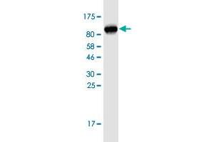 Western Blot detection against Immunogen (84. (DKC1 抗体  (AA 1-514))