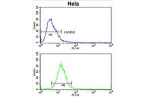 ADH6 Antibody (Center) flow cytometric analysis of Hela cells (bottom histogram) compared to a negative control cell (top histogram). (ADH6 抗体  (Middle Region))