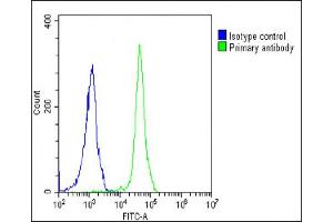 Overlay histogram showing Jurkat cells stained with (ABIN6242448 and ABIN6578653)(green line). (RPS27 抗体  (AA 5-37))