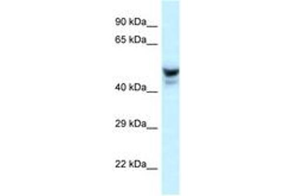 PHACTR3 Antikörper  (AA 240-289)
