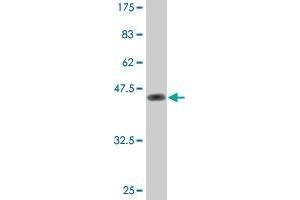 Western Blot detection against Immunogen (46. (Dual Specificity Phosphatase 3 (DUSP3) (AA 1-185) 抗体)