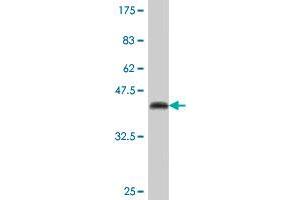 Western Blot detection against Immunogen (41. (DUSP10 抗体  (AA 1-140))