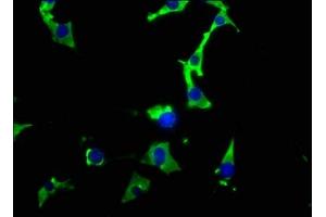 Immunofluorescence (IF) image for anti-HSP9AA1 antibody (ABIN7127552)