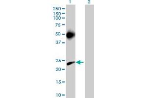 Western Blot analysis of MS4A3 expression in transfected 293T cell line by MS4A3 MaxPab polyclonal antibody. (MS4A3 抗体  (AA 1-214))