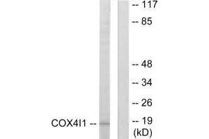 Western blot analysis of extracts from A549 cells, using COX41 antibody. (COX IV 抗体  (N-Term))