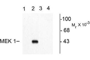 Image no. 1 for anti-Mitogen-Activated Protein Kinase Kinase 1 (MAP2K1) (pThr292) antibody (ABIN221138) (MEK1 抗体  (pThr292))
