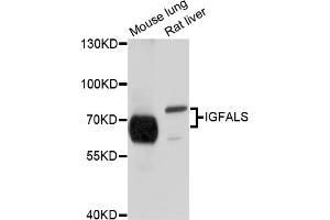 Western blot analysis of extracts of various cell lines, using IGFALS antibody (ABIN4904015) at 1:1000 dilution. (IGFALS 抗体)