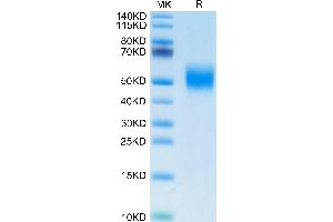 FGFR2 beta (AA 152-378) protein (His-Avi Tag,Biotin)