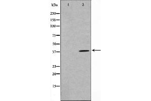 Western blot analysis on 293 cell lysate using MOS Antibody,The lane on the left is treated with the antigen-specific peptide. (MOS 抗体)
