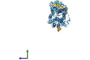 Protein Structure (PS) image for Solute Carrier Family 22 (Organic Cation Transporter), Member 1 (SLC22A1) (AA 1-554) protein (His tag) (ABIN7555346)