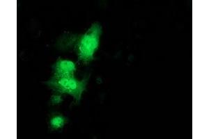 Anti-C1orf50 mouse monoclonal antibody (ABIN2454573) immunofluorescent staining of COS7 cells transiently transfected by pCMV6-ENTRY C1orf50 (RC200134). (C1ORF50 抗体)