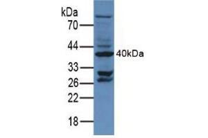 Figure. (CD34 抗体  (AA 36-287))