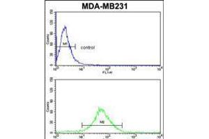 Flow cytometric analysis of MDA-MB231 cells (bottom histogram) compared to a negative control cell (top histogram). (FMO3 抗体  (N-Term))