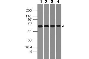Image no. 1 for anti-DEAD (Asp-Glu-Ala-Asp) Box Polypeptide 41 (DDX41) (AA 30-240) antibody (ABIN5027142) (DDX41 抗体  (AA 30-240))