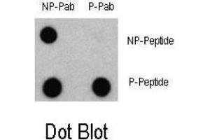 Dot blot analysis of Phospho-LC3 (APG8a) - Ser12 Antibody and Non phospho-LC3 (APG8a) Antibody on nitrocellulose membrane. (MAP1LC3A 抗体  (N-Term, pSer12))