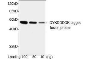 Image no. 2 for anti-DDDDK Tag (C-Term) antibody (ABIN296895)
