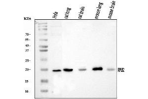 Western blot analysis of RPL32 using anti-RPL32 antibody (ABIN7601826). (RPL32 抗体  (AA 48-129))